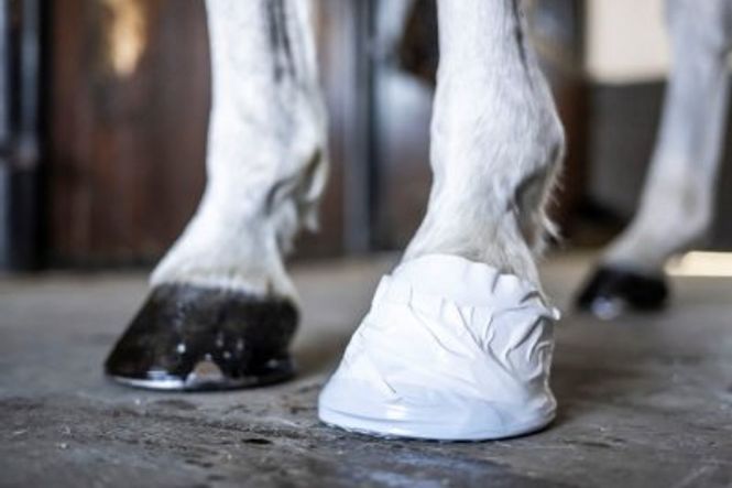 Hovedbilde Hov og veterinærteip